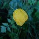 Papaver cambricum Blüte