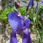 Iris pallida Blomma