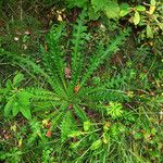 Cirsium palustre Folla