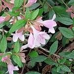 Abelia schumannii 花