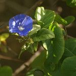 Jacquemontia pentanthos Blomma