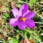 Crocus nudiflorusFlower