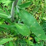 Anchusa officinalis Лист