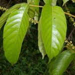 Paullinia capreolata Fiore