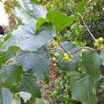 Dioscorea communis Blad