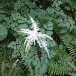 Aruncus dioicusFleur