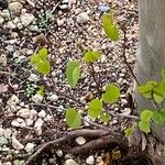 Cercis occidentalis Hostoa