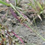 Fimbristylis autumnalis Habitus