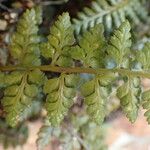 Asplenium foreziense Flors