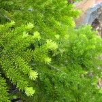 Abies lasiocarpa Leaf