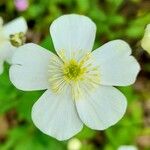 Ranunculus platanifolius Fleur