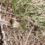 Pulsatilla montana Blad