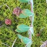 Paronychia argentea Leaf