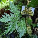 Selaginella roxburghii Habit