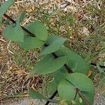 Lepidium perfoliatum Leaf