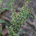 Rumex sanguineus Žiedas