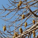 Adansonia digitata Ffrwyth