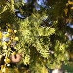 Acacia dealbata 葉