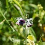 Cynoglossum columnae Flower