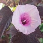 Ipomoea batatas Flor