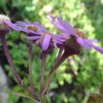 Pericallis echinata Flower