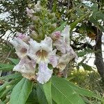 × Chitalpa tashkentensis Virág
