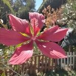 Hibiscus coccineus Fiore