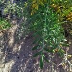 Ruta angustifolia Jani