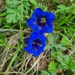 Gentiana acaulis Flor
