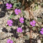 Allionia incarnata Habit