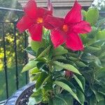 Mandevilla splendens Цветок