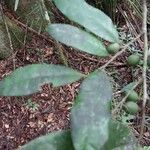 Drypetes madagascariensis Leaf