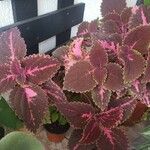 Plectranthus scutellarioidesLehti