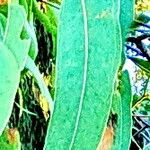 Eucalyptus tereticornis Leaf