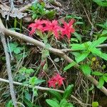 Silene virginicaFlower