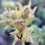 Potentilla nivalis Flower