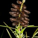 Crotalaria goreensis Frukt