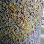 Xanthoria parietina花