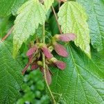 Acer spicatum Meyve