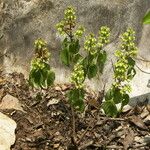 Ocimum campechianum Vrucht