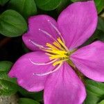 Heterotis rotundifolia Flower