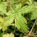 Geranium × oxonianum Leaf