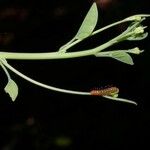 Passiflora arbelaezii ᱡᱚ