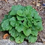 Geum coccineum Habit