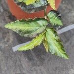 Pellionia repens Leaf