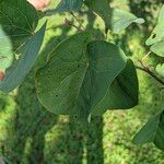 Cercis occidentalis Hostoa