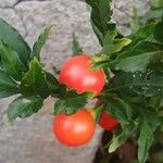 Solanum pseudocapsicumFrutto