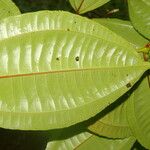 Miconia lateriflora Feuille