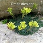 Saxifraga aretioides Virág
