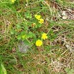 Trifolium campestreBlomst